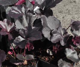 Heuchera 'Obsidian'