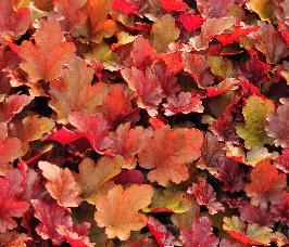 Heuchera 'Peach Flambo' 1