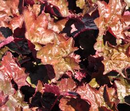 Heuchera 'Rachel' closeup bladeren