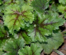 Heuchera 'Ring of Fire'