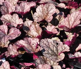 Heuchera 'Silver Scrolls' bladeren closeup vn2