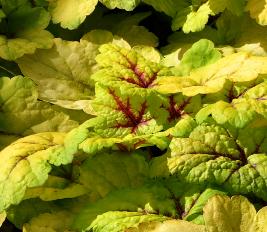 Heuchera' Stoplight' vn