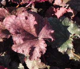 Heuchera 'Stormy Seas' closeup2