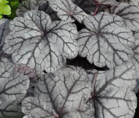 HeucheraSugarPlumcloseupfoliage