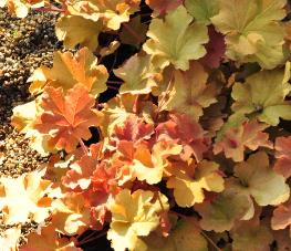 Heuchera villosa 'Caramel'