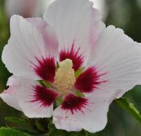 Hemerocallis 'White temptation'