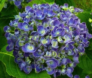 Hopcornbolhortensia