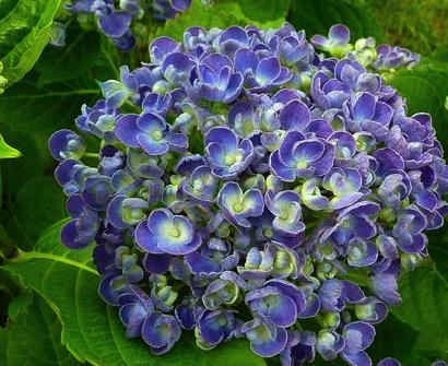 Hopcornbolhortensia