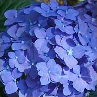 Hortensia 'AmiPasquier'