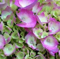 Hortensia 'Parsifal' younf flowers