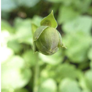 Hosta-bloemknop-closeup