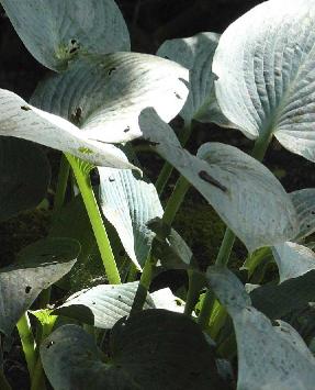 Hosta-nigrescens