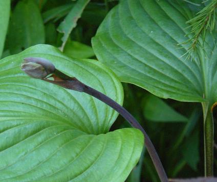 Hosta-Tall-Boy- leaves-and-flower-bud