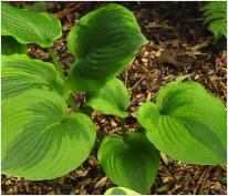 Hosta 'Abiqua Moonbeam'