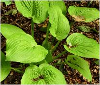 Hosta 'Abiqua recluse' bw