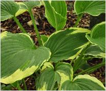 Hosta 'Alvatine Taylor' closeup blad