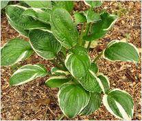 Hosta 'Ansly' 2