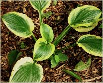 Hosta 'Austin Dickinson'