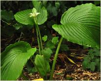 Hosta 'Big Boy'