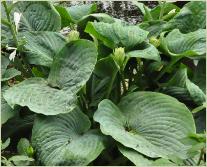 Hosta 'Big Mama' 3