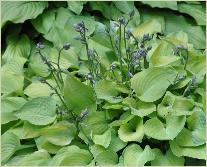 Hosta 'Birchwood Parky's Gold ' 2