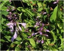 Hosta 'Blue Boy'