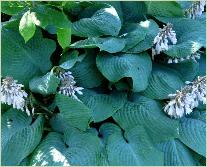 Hosta 'Blue Mammoth'