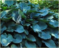 Hosta 'Bressingham Blue'