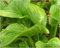 Hosta 'Broad Ripple'