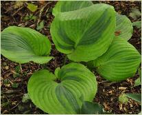 Hosta 'Cadillac' loc rozenparadijs