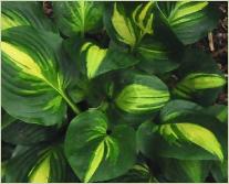 Hosta 'Center of Attention'