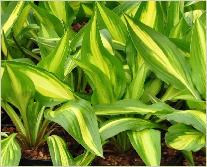 Hosta 'Cherry Berry'