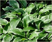 Hosta crispula habitus foto