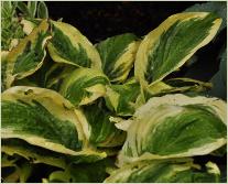 Hosta 'Diana remembered'