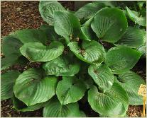 Hosta 'Domaine de Courson'