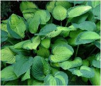 Hosta fortunei 'Albopicta' VN2