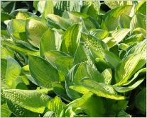 Hosta fortunei 'Gold Standard'