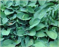 Hosta fortunei 'Hyacinthina'