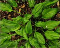 Hosta 'Geisha'