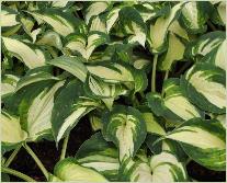 Hosta 'Ghost Spirit'