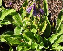 Hosta 'Ginko Craig' habitus en Bloei