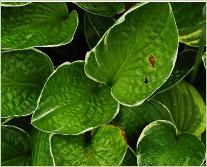 Hosta 'Gloriosa'