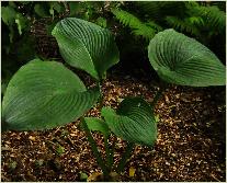 Hosta 'Grand Total' bw