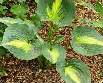 Hosta 'Great Expectations' bw