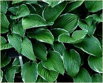 Hosta 'Green gold'