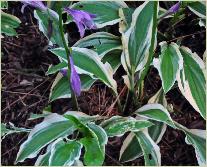 Hosta 'Ground Master'