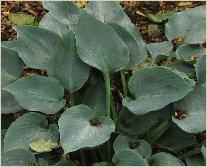 Hosta Hadspen Blue' 2