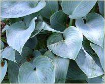 Hosta 'Halcyon'