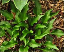 Hosta 'Harry Van Trier'