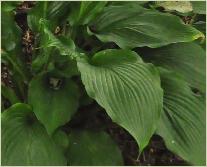 Hosta Hirao Majesty' loc rozenparadijs